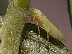 European Beech Leafhopper